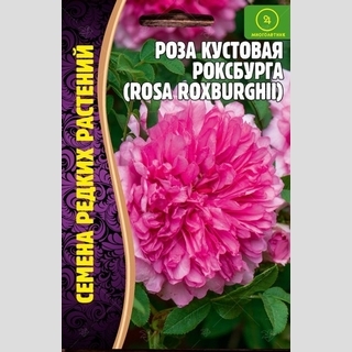 Роза кустовая Роксбурга (большой пакет)
