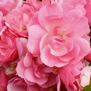 Роза Ангельская роза полиантовая