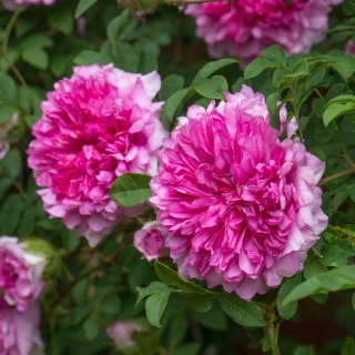 Роза кустовая Роксбурга (большой пакет)