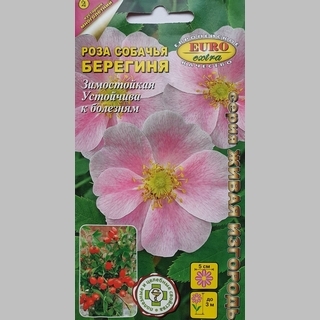 Роза Берегиня собачья (шиповник)