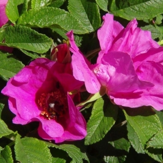 Роза Изабелла (шиповник)