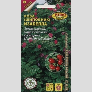 Роза Изабелла (шиповник)