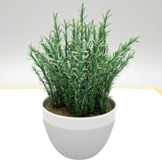 Розмарин Бирюса