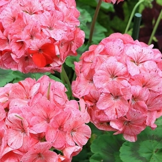 Пеларгония Руби Рейн F1