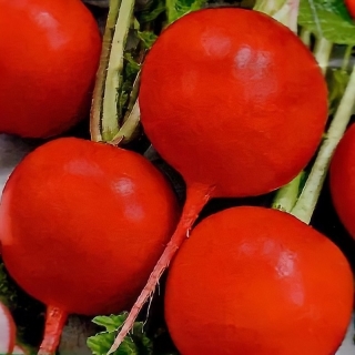 Редис Рубин