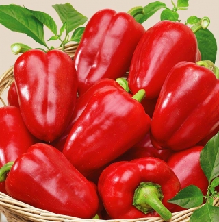 Перец Рубиновая Лакомка