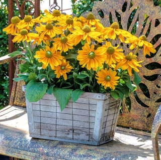 Рудбекия Амарилло голд