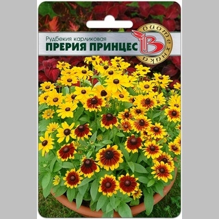 Рудбекия Прерия Принцес карликовая