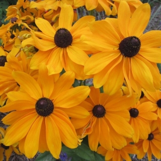 Рудбекия Мармелад