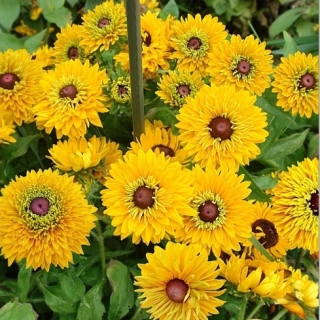 Рудбекия Майя