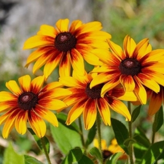 Рудбекия Осенние цветы смесь