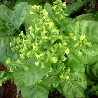 Махорка Русская