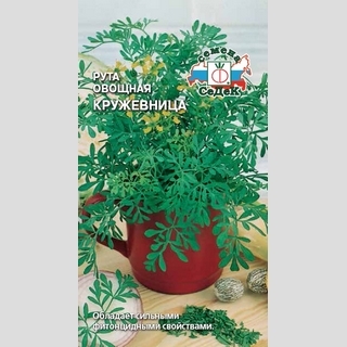 Рута Кружевница (овощная)