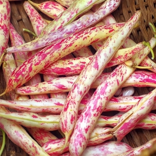 Фасоль Рябушка