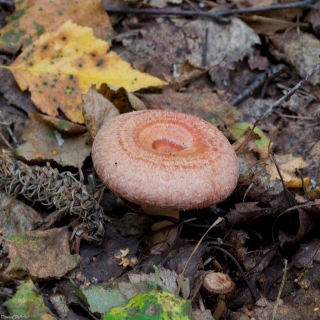 Грибы - Рыжик Деликатесный (мицелий) 30мл (большой пакет)