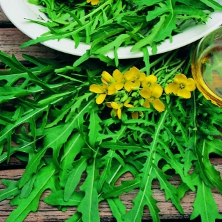 Рукола Дикая (двурядник тонколистный)