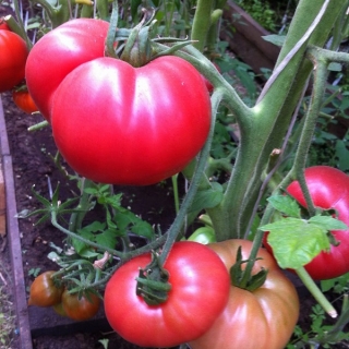 Томат Ручей фиолетовой собаки (Purple Dog Creek)