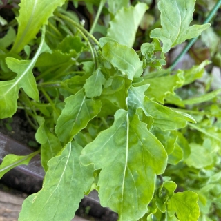 Индау с крупным листом (руккола)