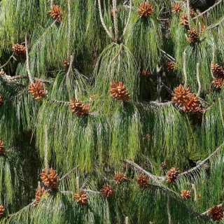 Сосна мексиканская (большой пакет)