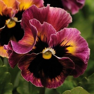 Виола Фриззл Сиззл F1 Бургунди