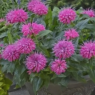 Садовый Бергамот Цитрусовый аромат