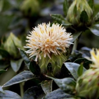 Сафлор Кохано белый