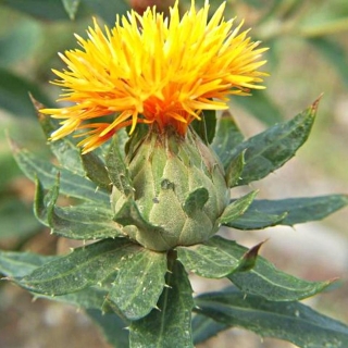 Сафлор Кохано жёлтый