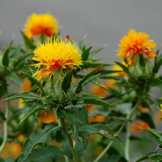 Картамус (сафлор) Занзибар красильный