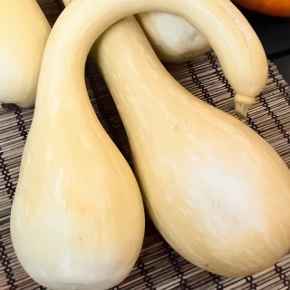 Тыква Сахарная Булава F1