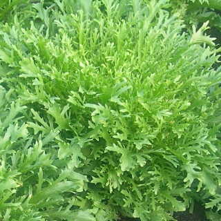 Салат Борода Капуцина (цикорный)