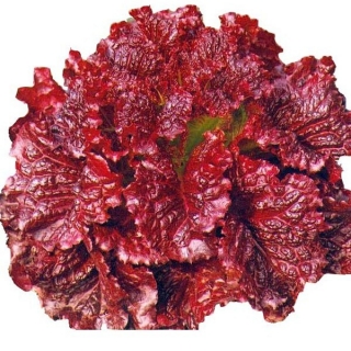 Салат латук Фейерверк F1