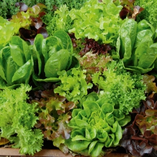 Смесь салатных культур Неаполитанка