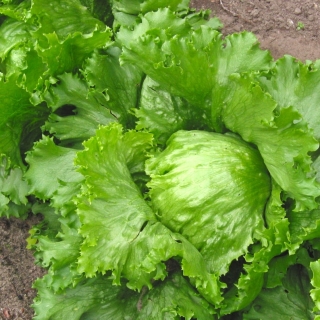 Салат Айсберг Грейт Лайкс 659