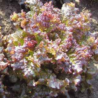 Салат Дольче Вита