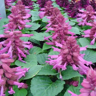 Сальвия Амор лавандовая