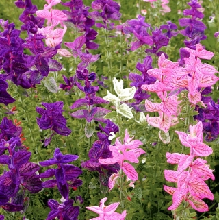 Сальвия Хорминумовая смесь сортов