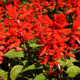 Сальвия Костер