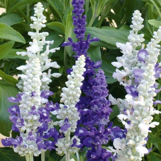 Сальвия Морской пейзаж мучнистая