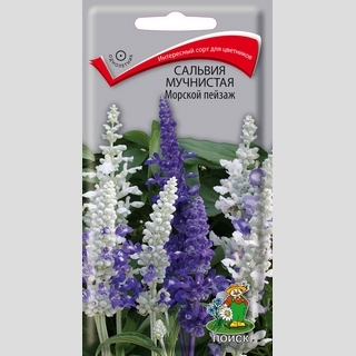 Сальвия Морской пейзаж мучнистая