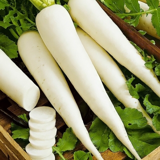 Дайкон Самурай