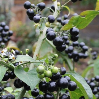 Санберри Тёмная ночь (Канадская черника)