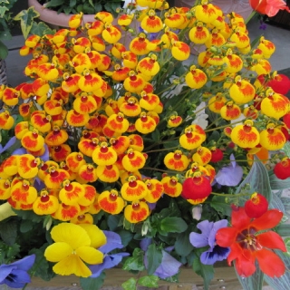 Кальцеолярия Сансет F1