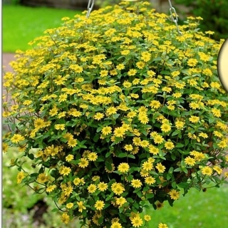 Санвиталия Куин оф Санлайт F1