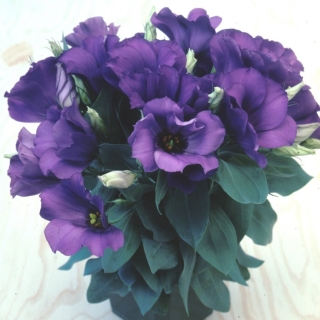 Эустома Сапфир фиолетовый