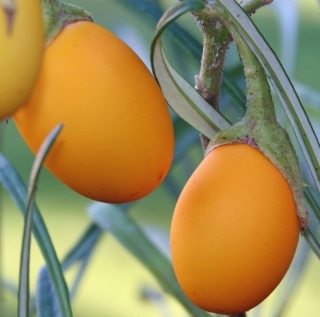 Солянум Эфиопикум  Золотые Яйца (большой пакет)