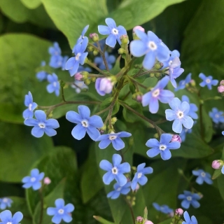 Незабудочник Синие глазки седой