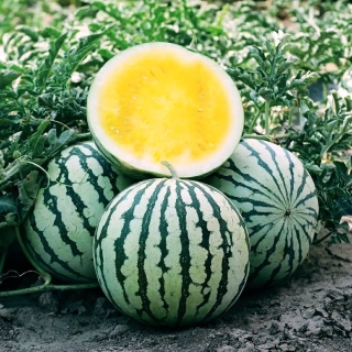 Арбуз Принц Гамлет F1