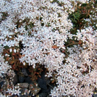 Седум Белый мох (белый)