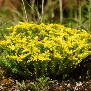 Седум Желтые огоньки (очиток)