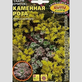 Седум Каменная роза (очиток)